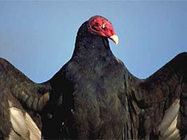 Turkey vulture (Cathartes aura). Photo courtesy South Florida Water Management District
