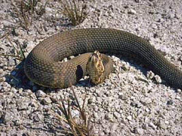 Eastern cottonmouth. Photo courtesy South Florida Water Management District