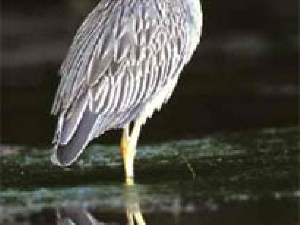 Yellow-crowned Night Heron (Nyctasnassa violacea). Photo courtesy South Florida Water Management District