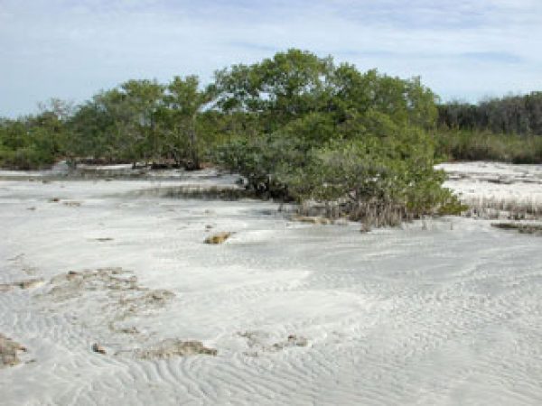 what-are-some-benefits-of-maintaining-mangrove-forests