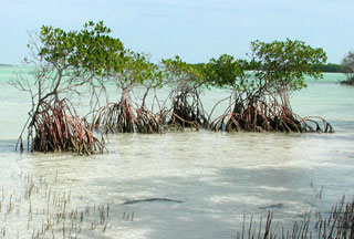Red mangroves. Photo © Cathleen Bester / Florida Museum