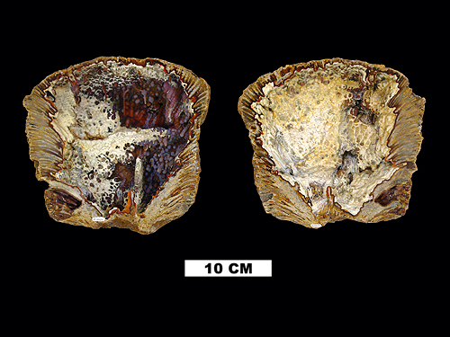 Image Galleries – Invertebrate Paleontology