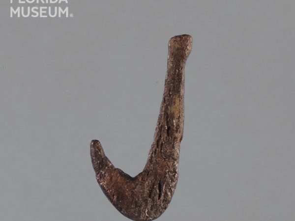 Faunal Fishhook Gallery – Florida Archaeology & Bioarchaeology