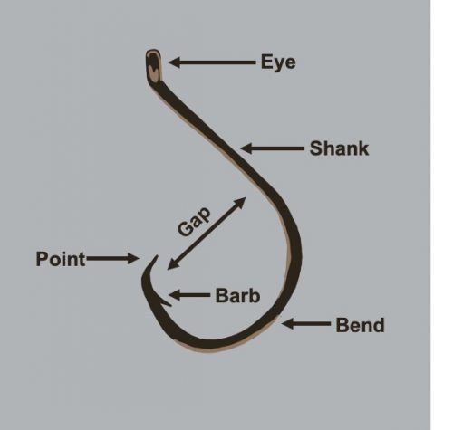 fishhook anatomy graphic