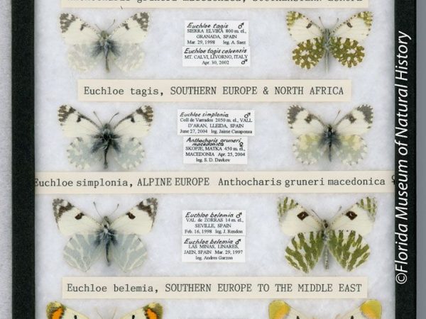 White Butterfly Identification Guide With Photos - Owlcation