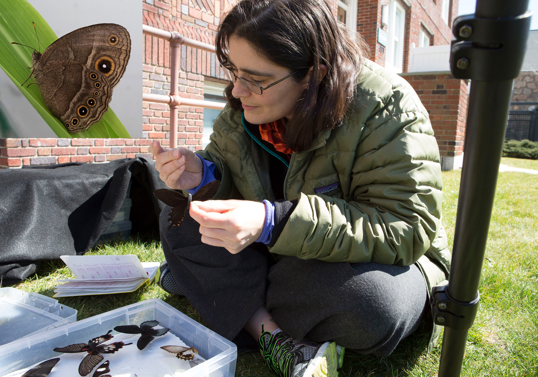 person sitting on the ground looking at butterfly specimens