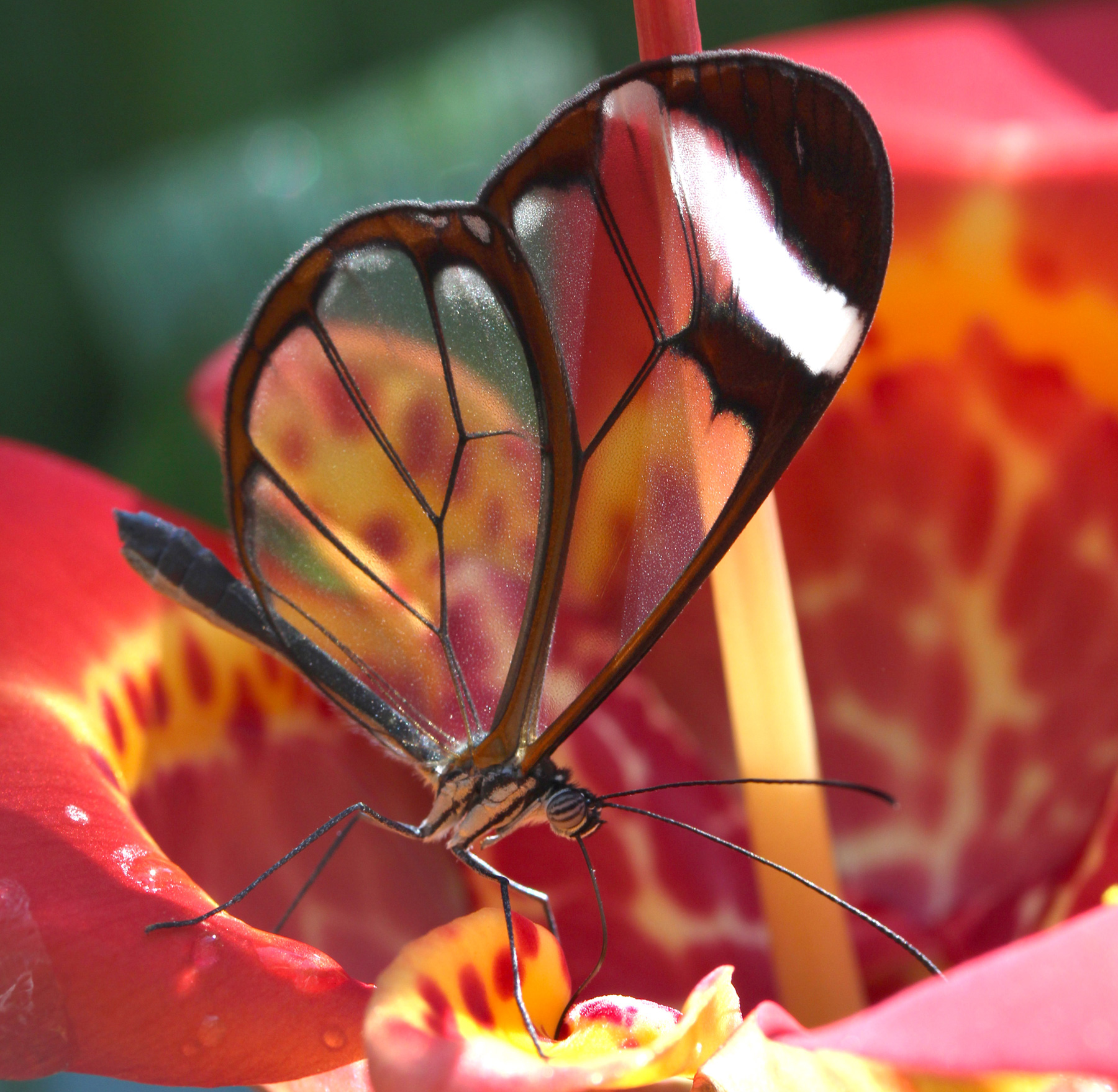 Butterfly with transparent wings sits on a red flower