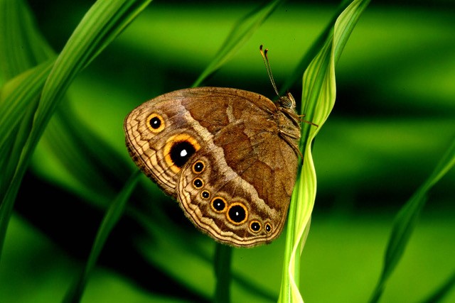 brown butterfly with wing spots