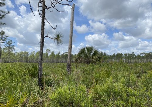 Lepidoptera of the DeLuca Preserve – McGuire Center