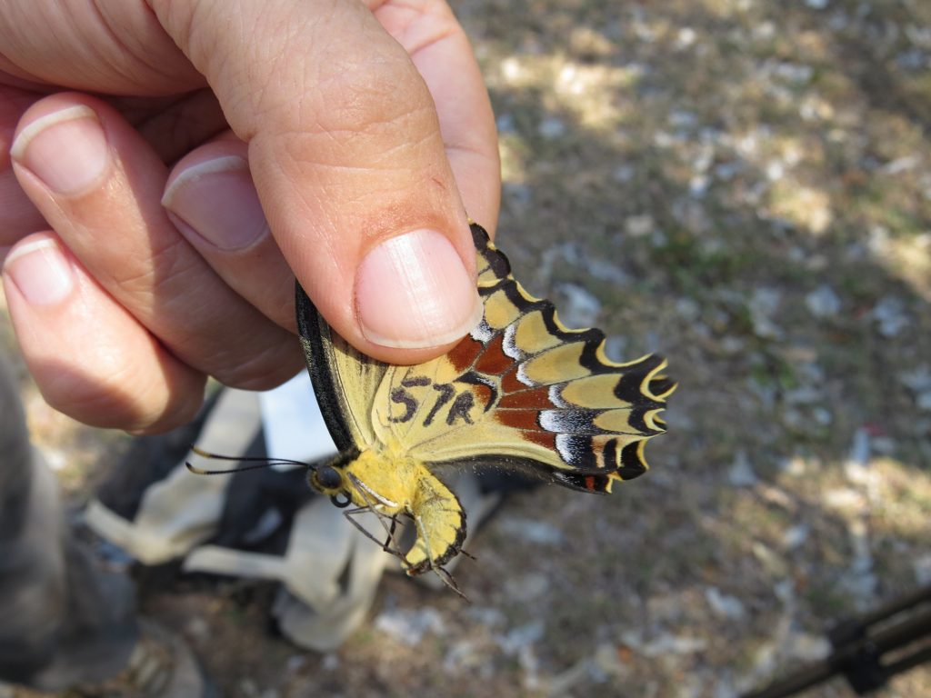 yellow butterfly being held to show the written tag number on its wings