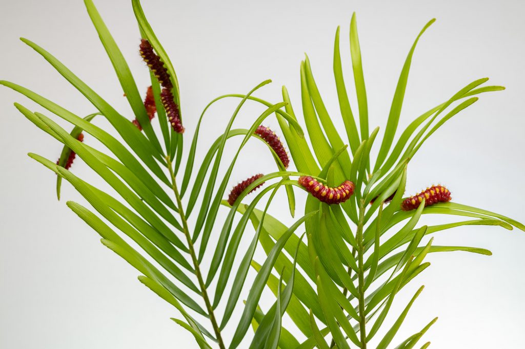 red and yellow caterpillars on green plants