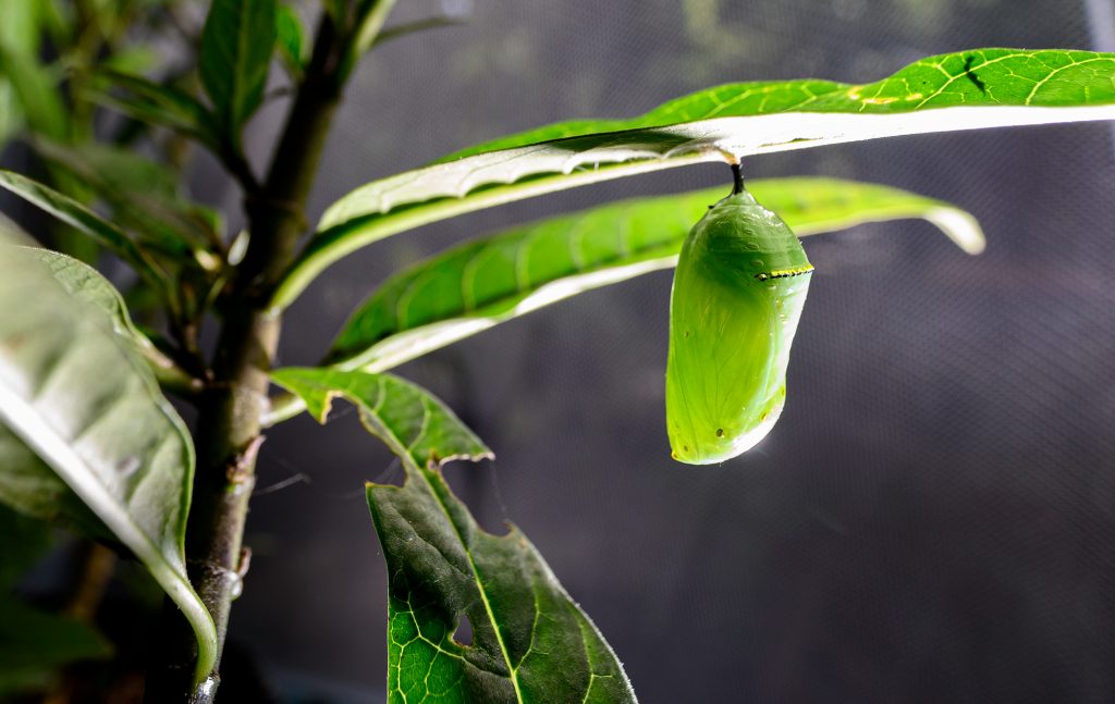 green pupa hanging under a leaf