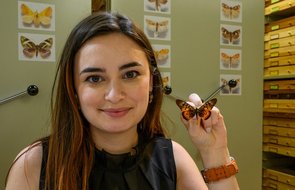 researcher holding up a pinned brown and yellow butterfly