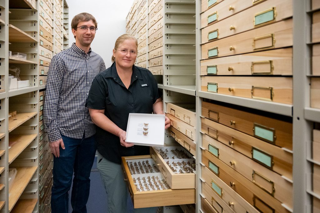 Two researchers standing between shelves of specimen drawers. One person i holding a tray with three specimens.