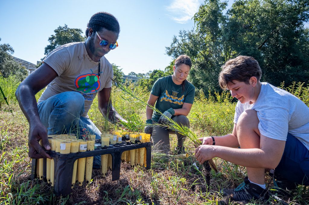 researchers planting small seedlings