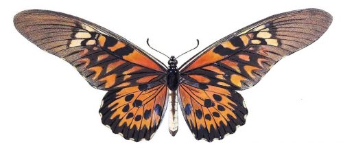 orange black and yellow butterfly drawing