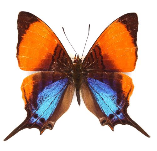 Orange and blue butterfly