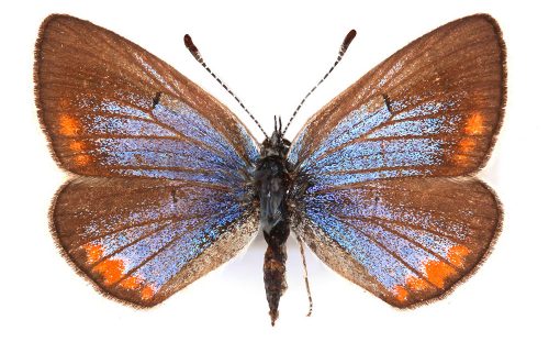 blue, brown and orange butterfly