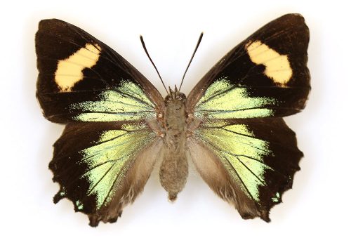 yellow-green and black butterfly