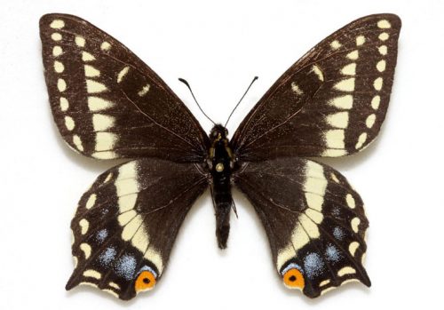 black and yellow butterfly