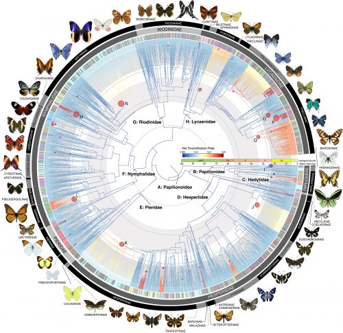 butterfly phylogeny