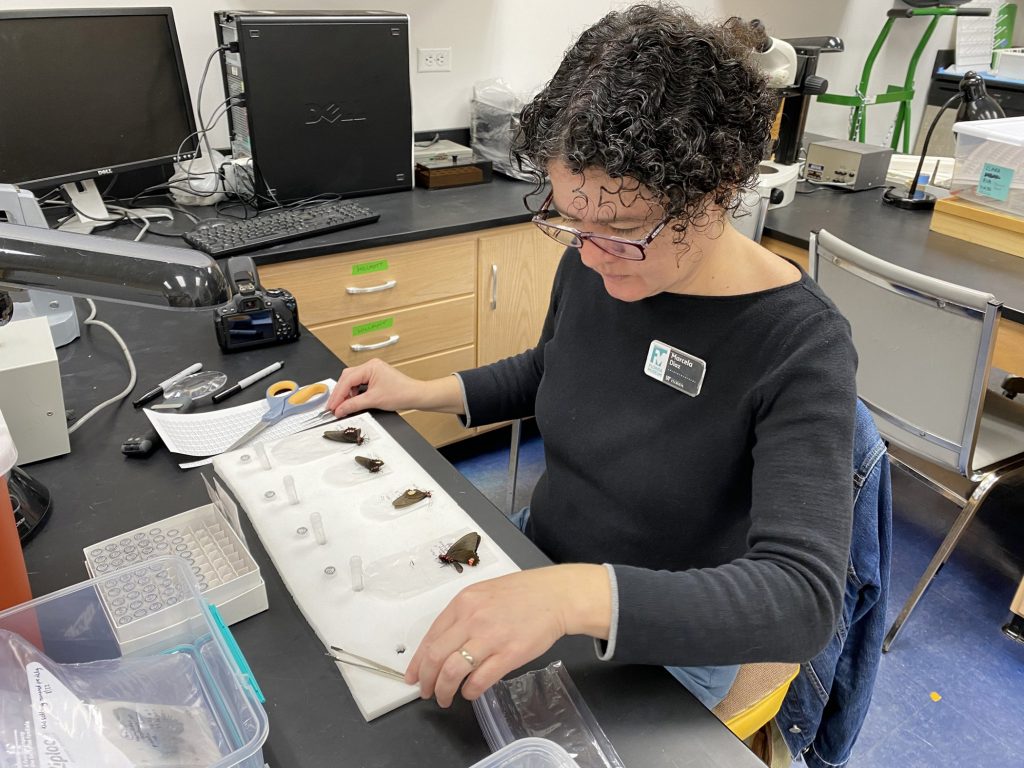 researcher working on specimens at a table