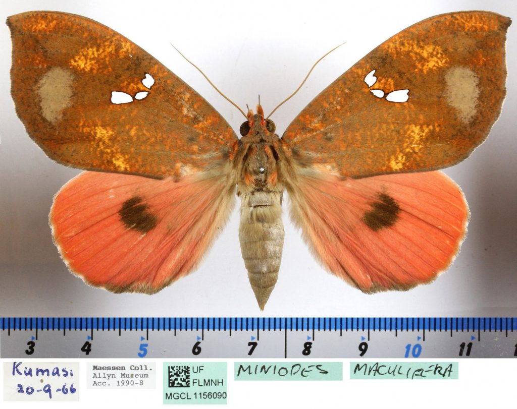 butterfly specimen next to a ruler and specimen information