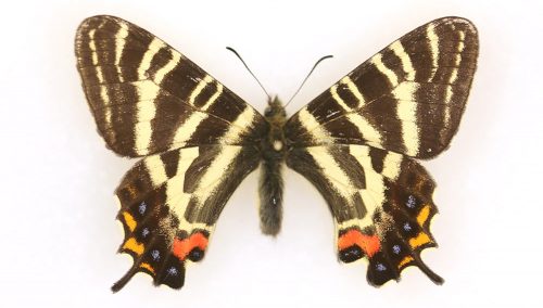 yellow and black striped butterfly with orange and blue marking on the lower wings