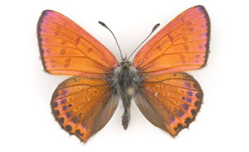 pink-orange butterfly