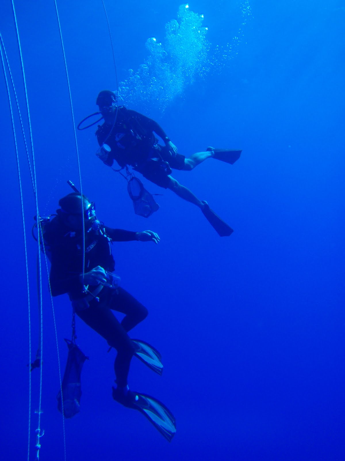scientists scuba diving