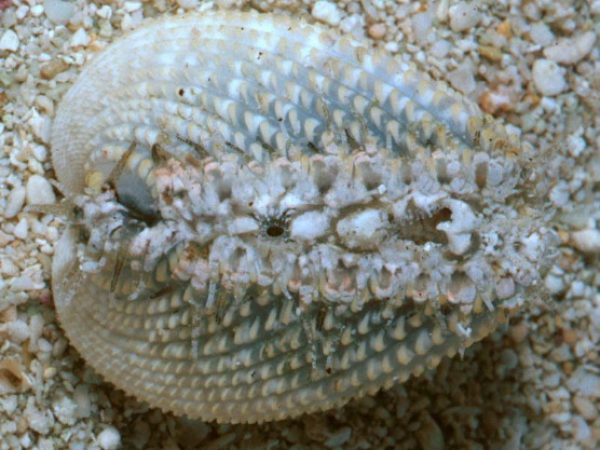 Bivalves – Invertebrate Zoology