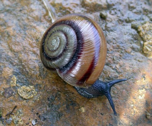 Snails of Mexico and Central America – Invertebrate Zoology