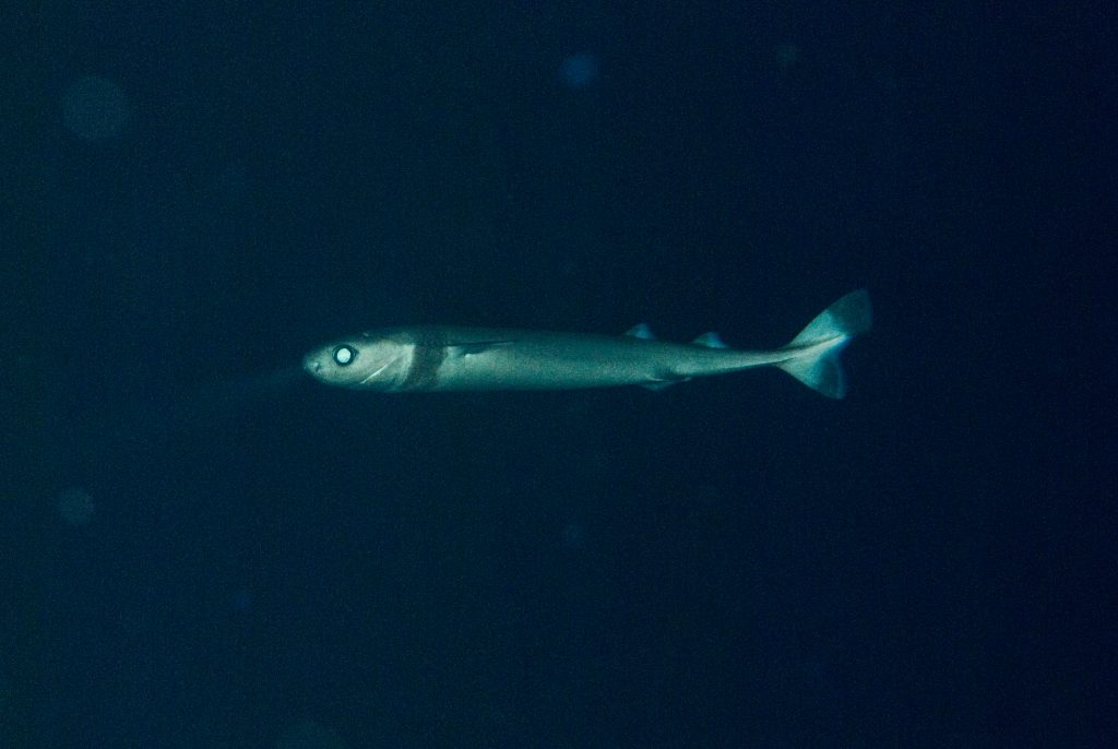 Cookie Cutter Shark Swimming DSC_7877 – Pressroom