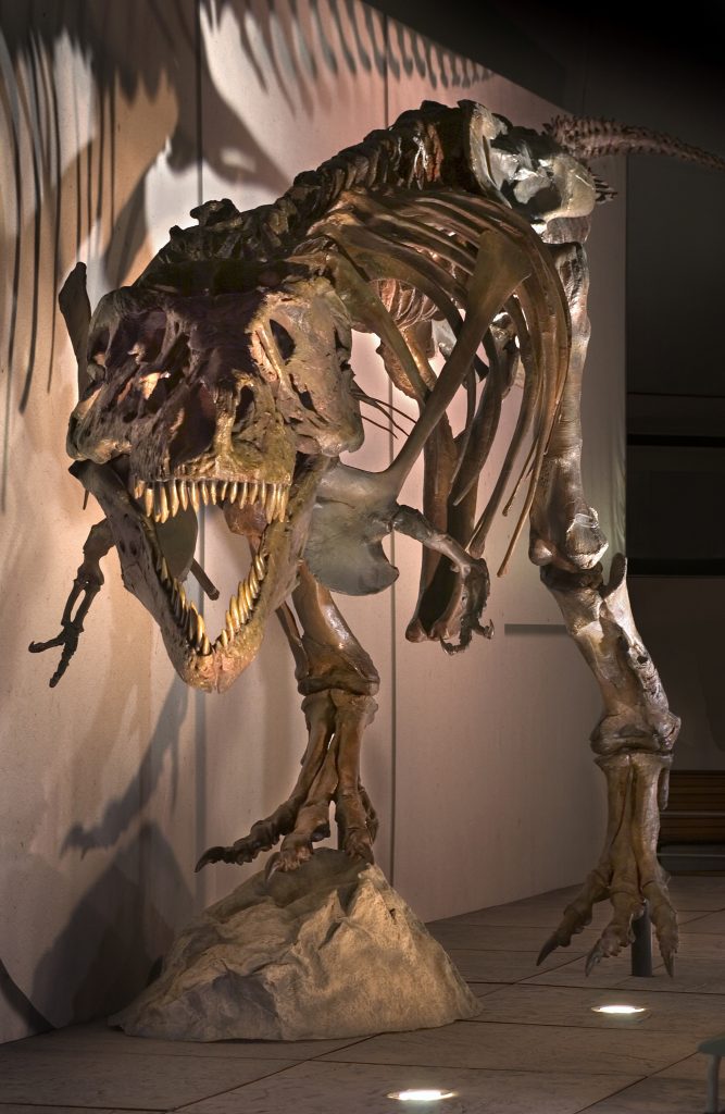 tyrannosaurus rex exhibit