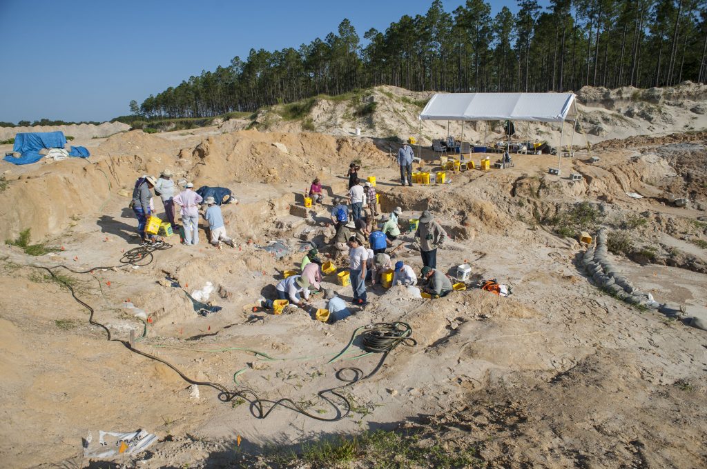 Paleontologists seek volunteers to dig fossils at new Levy County site