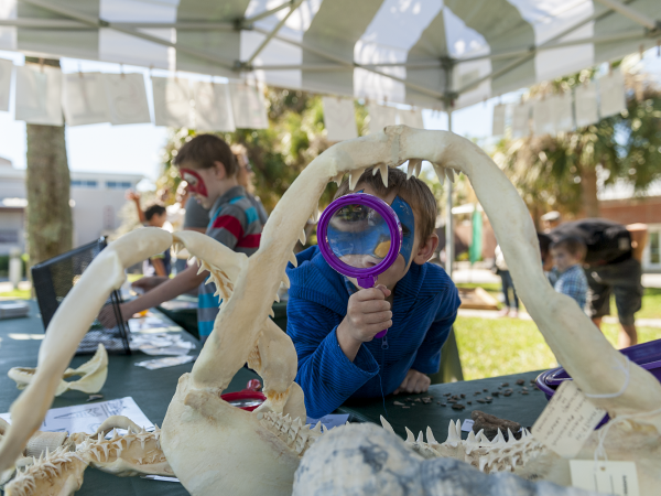 A student explores the fossilized jaw of a shark with a magnifying glass. ©Florida Museum photo by Kristen Grace