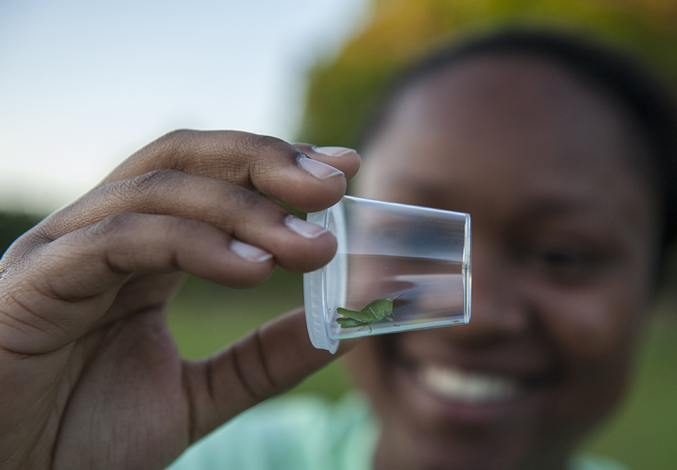 Crawl, buzz or flutter to the Florida Museum’s new insects exhibit ...