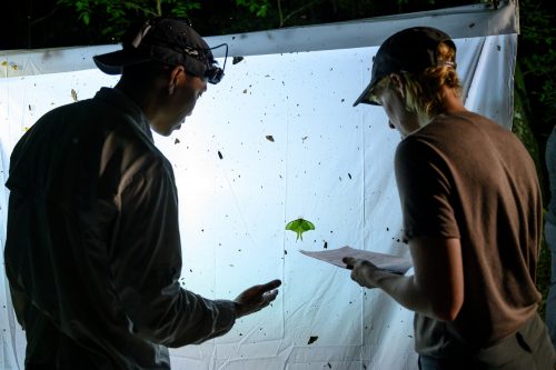 people looking at bugs on a lit up white sheet