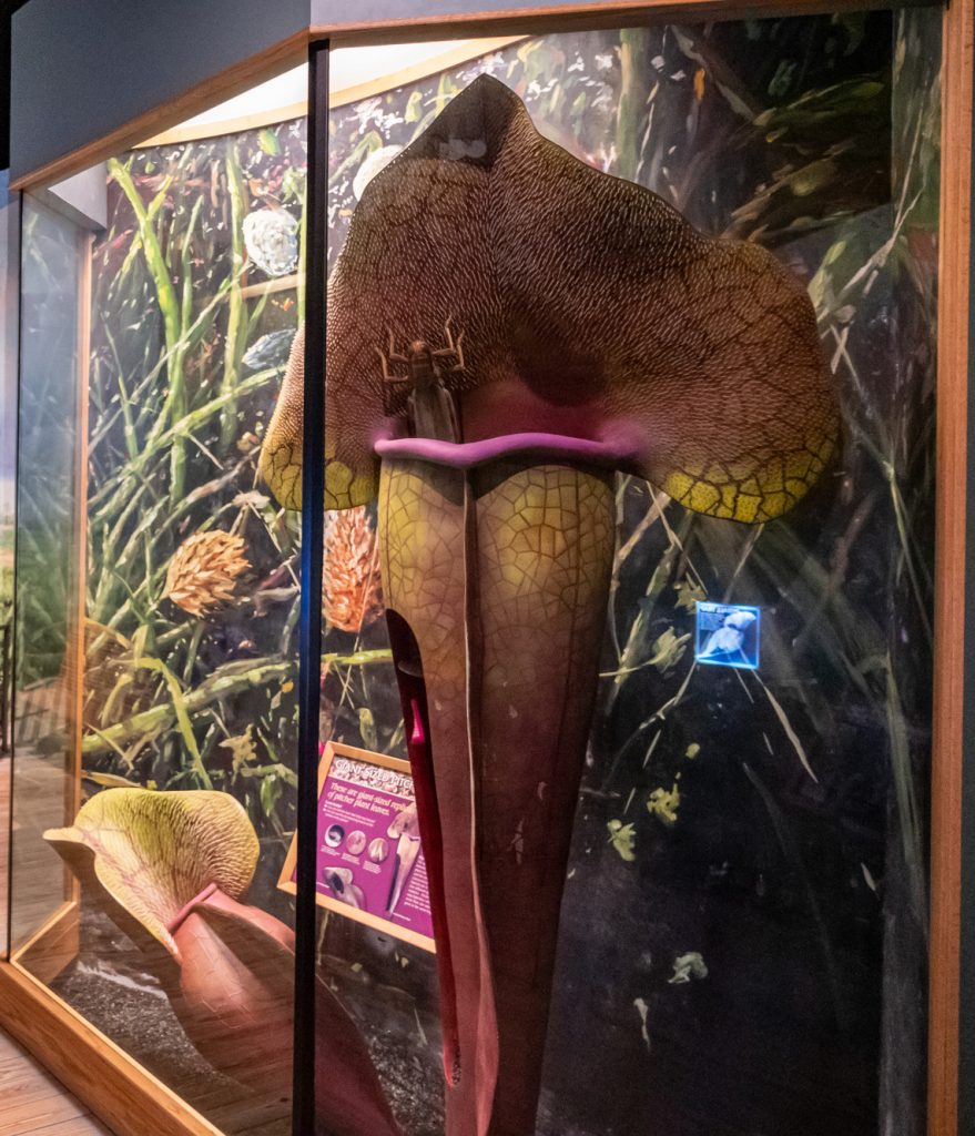 large diorama of a pitcher plant