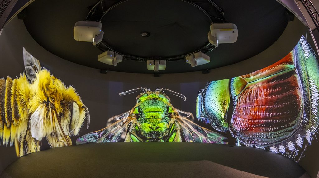 theater of insect images
