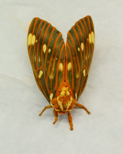 Regal moth: Fashionably late to Moth Week – Florida Museum Blog