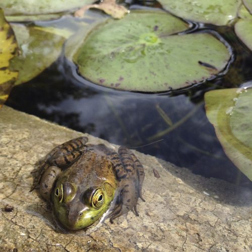 Taking photos in your backyard: Photo tips and hints – Florida Museum Blog