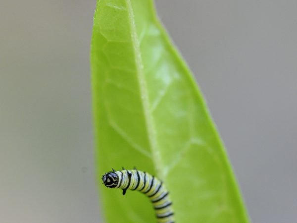 A newly hatching monarch caterpillar.