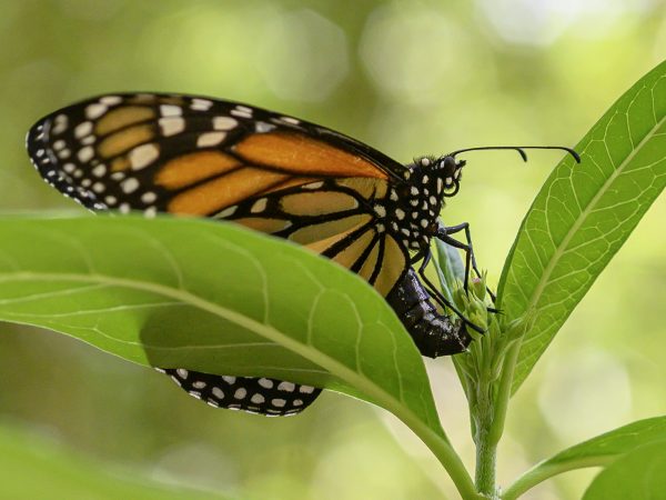 Una mariposa monarca hembra pone un huevo en algodoncillo.