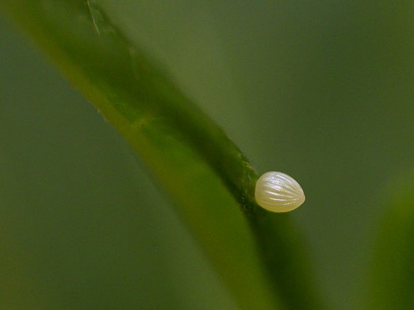Monarch egg on a milkweed leaf.