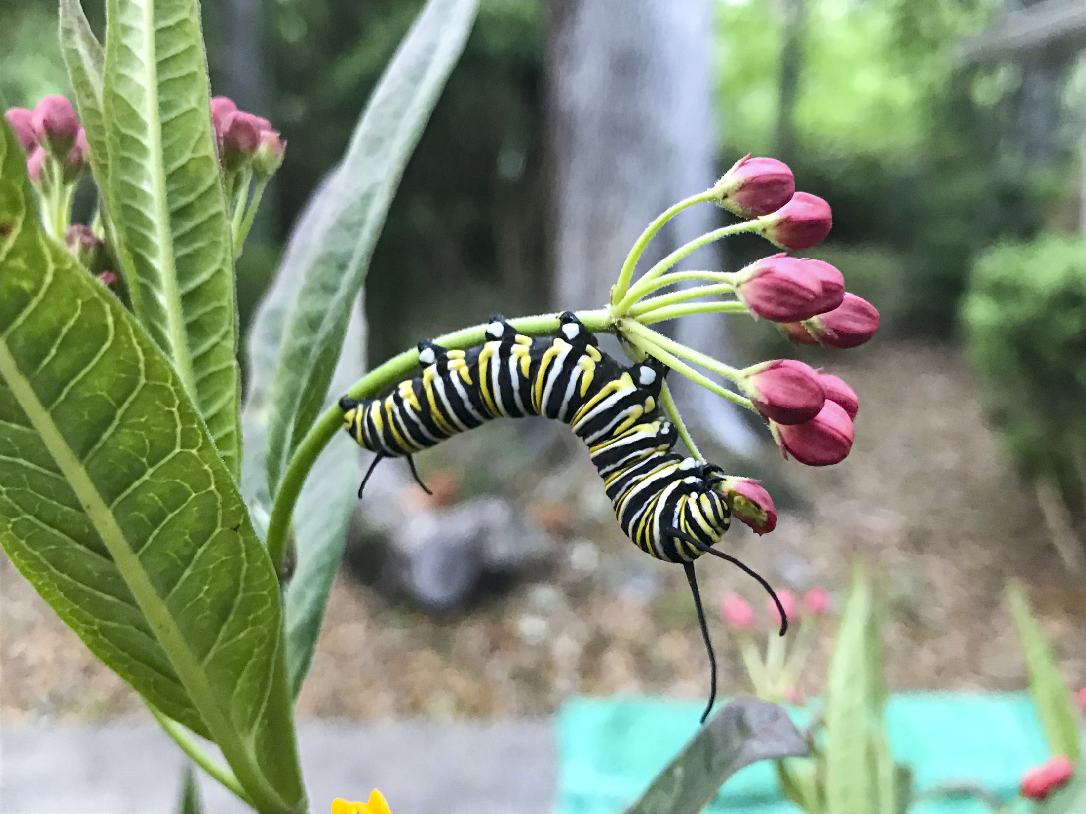 Monarch Caterpillar On Milkweed Flower