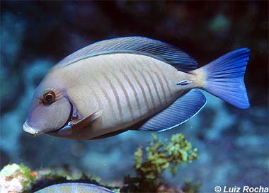 Acanthurus chirurgus – Discover Fishes