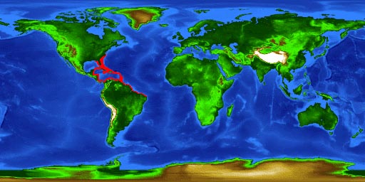 World distribution map for the doctorfish