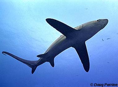 pelagic thresher shark