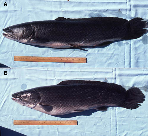 Bowfin specimens, A. Male, B. Female. Photo © George Burgess